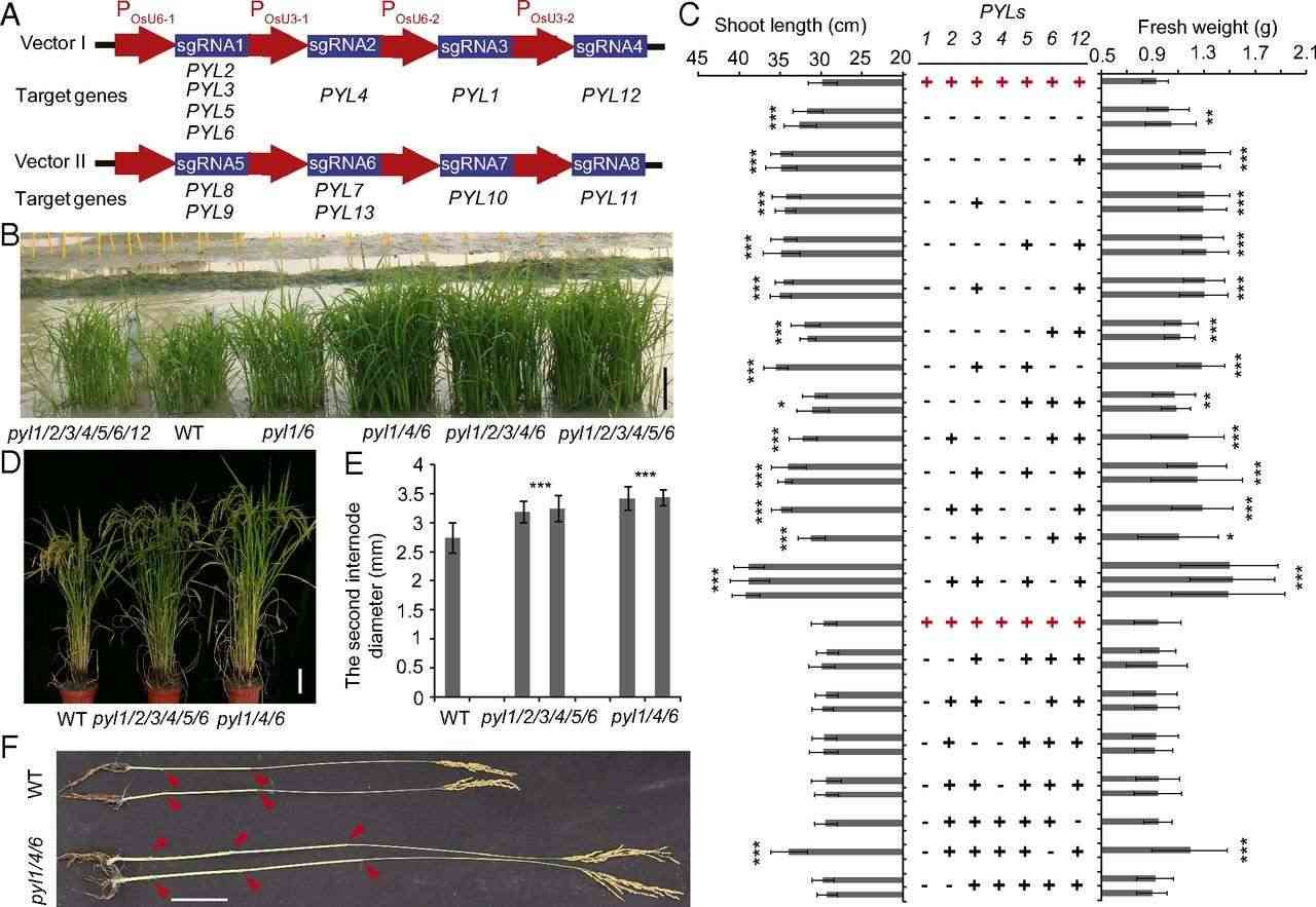 CRISPR/Cas9 mechanism.