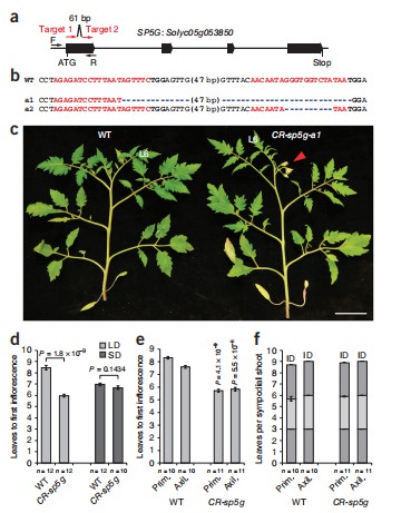 CRISPR/Cas9-engineered mutations in SP5G cause rapid flowering.