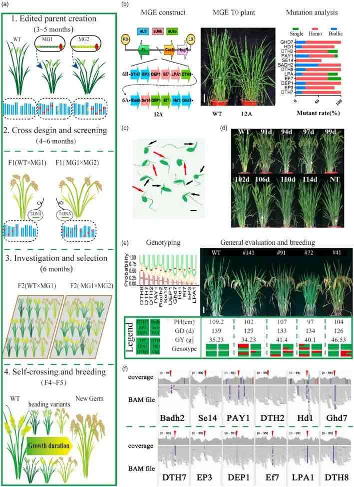 MGE-based Rapid Directional Improvement (MRDI) in the study.