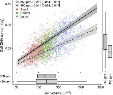 Relationships between cell volume and cell DNA content in lineages of Dunaliella tertiolecta after 350 (solid line) and 450 (dashed line) generations of artificial selection for size.