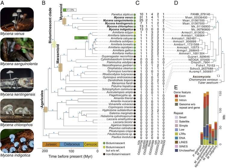 Genomics and Transcriptomics Reveal Luciferase Clusters in Fungi