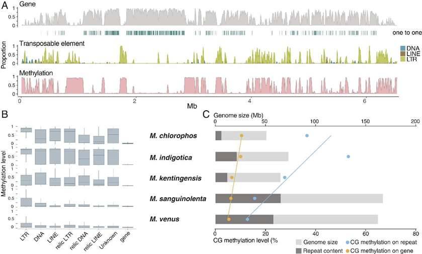 Distribution of Mycena genome features.