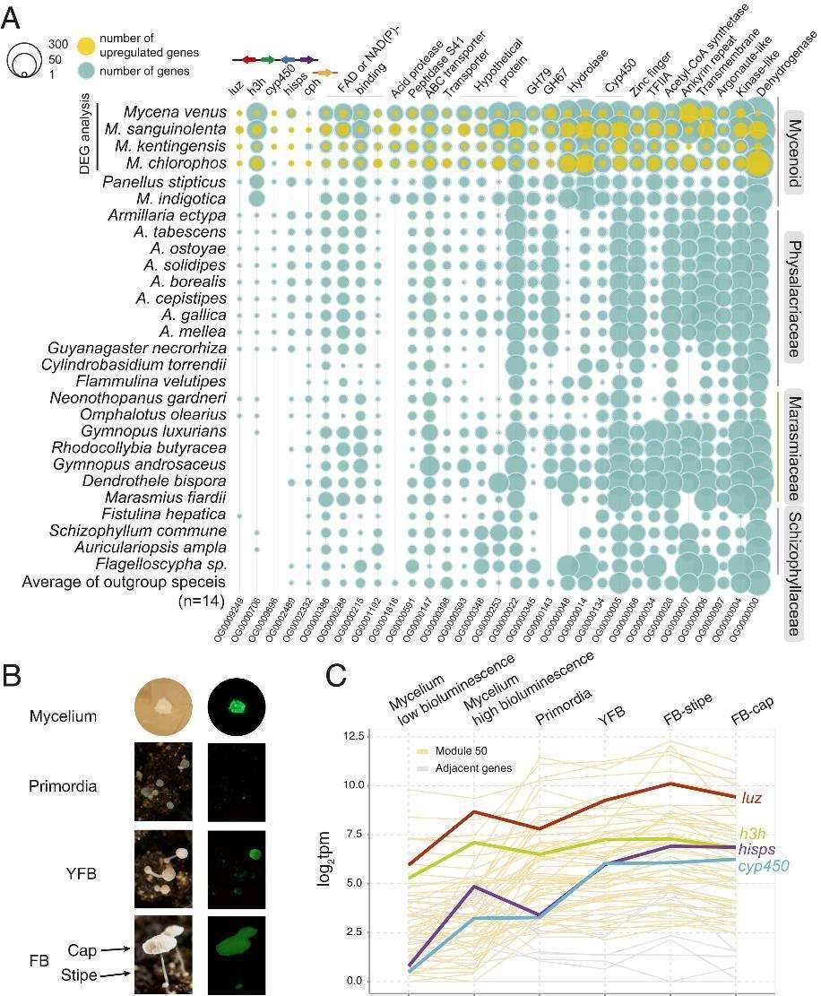 Expression analysis to identify genes involved in bioluminescence.