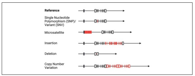Figure 1. Various types of genetic variants. (Kockum et al., 2023)