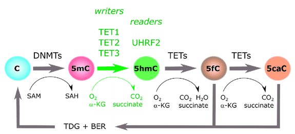 An illustration of the cytosine methylation cycle.