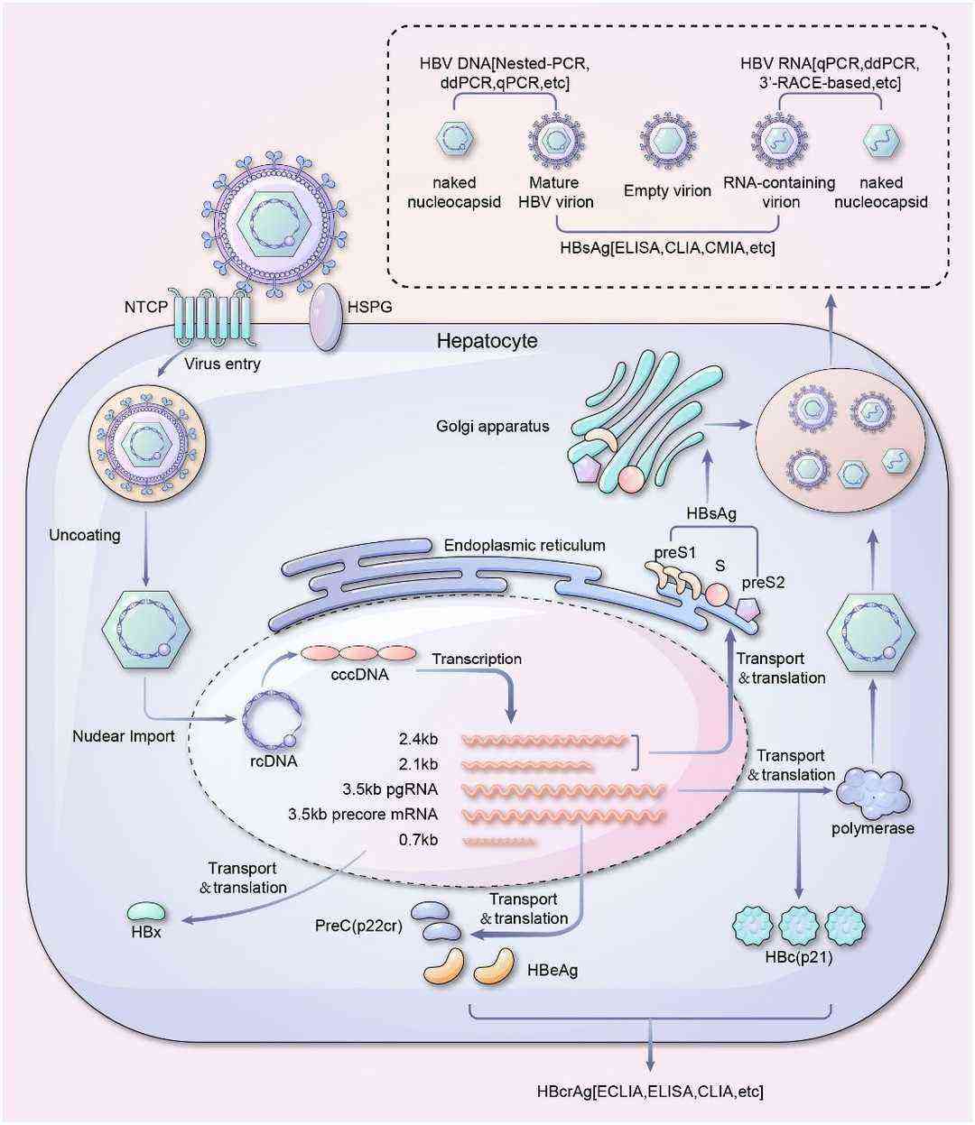 Hepatitis B Virus Genome and Clinical Implications