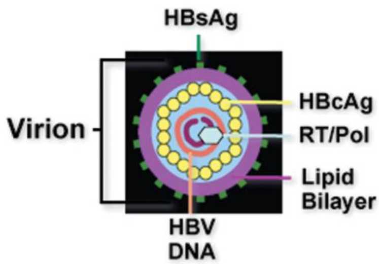 Schematic depiction of a hepatitis B virion.