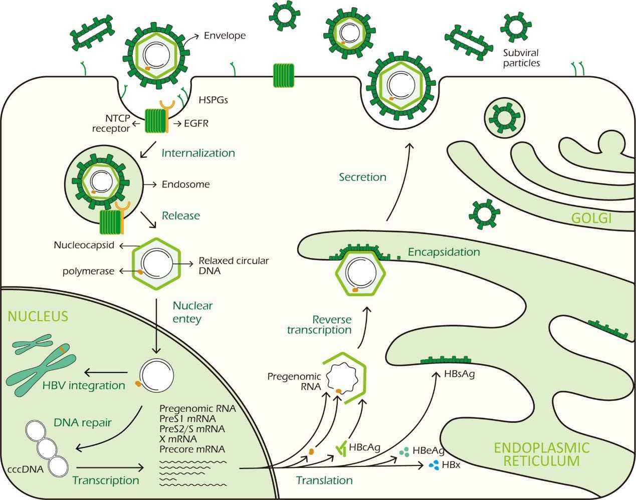HBV life cycle.