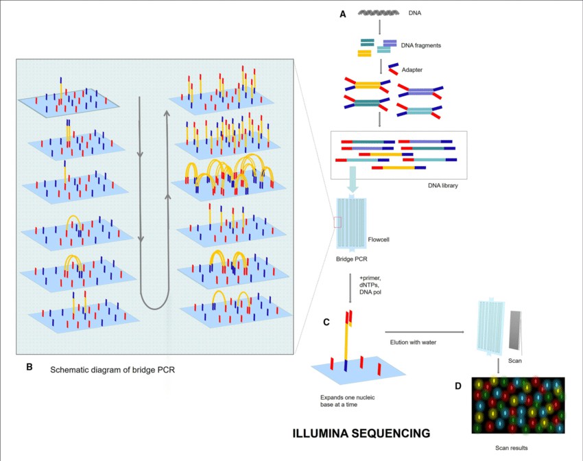 Illumina sequencing process (Lu Zhang et al,. 2021)