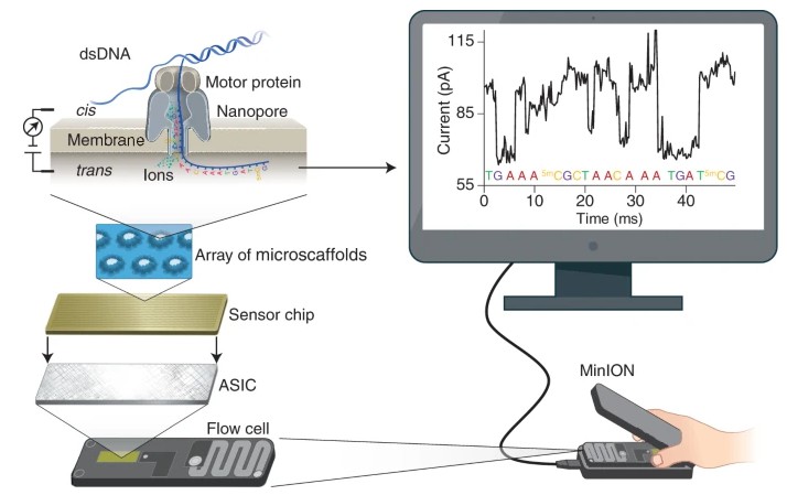 Principle of nanopore sequencing Yunhao (Wang et al, 2021)