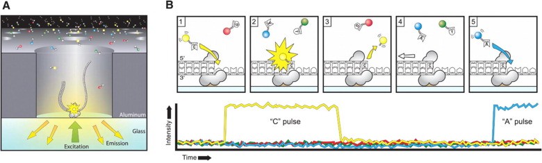 PacBio Sequencing Anthony Rhoads (et al, 2015)