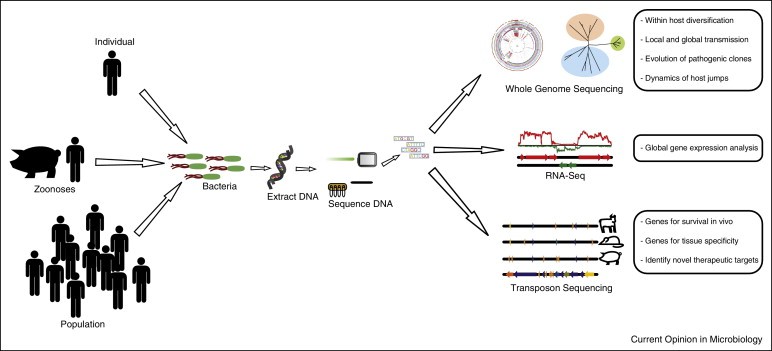 Schematic diagram summarizing the applications of high throughput sequencing for studies of the epidemiology, evolution and pathogenesis of bacterial infections. (Paul R McAdam et al, 2014)