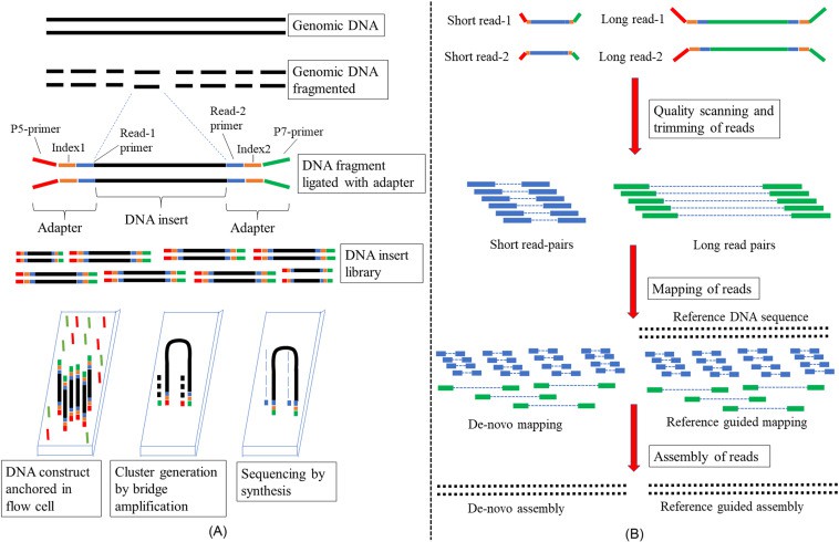 Schematic diagram summarizing the applications of high throughput sequencing for studies of the epidemiology, evolution and pathogenesis of bacterial infections. (Paul R McAdam et al, 2014)