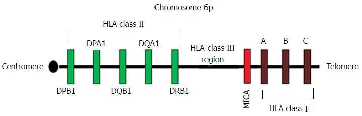 Figure 1. The HLA genomic region on Chromosome 6.
