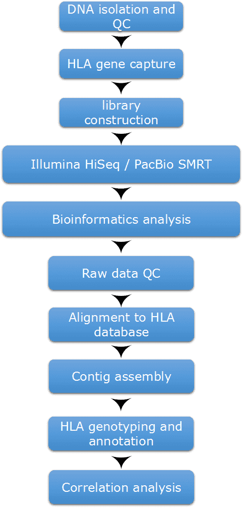 Figure 2. Workflow for HLA typing procedures.