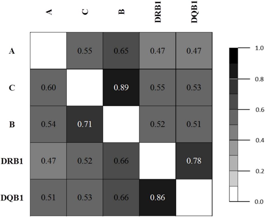 Figure 1. LD plot based on asymmetric linkage disequilibrium (ALD) measures for HLA genes.