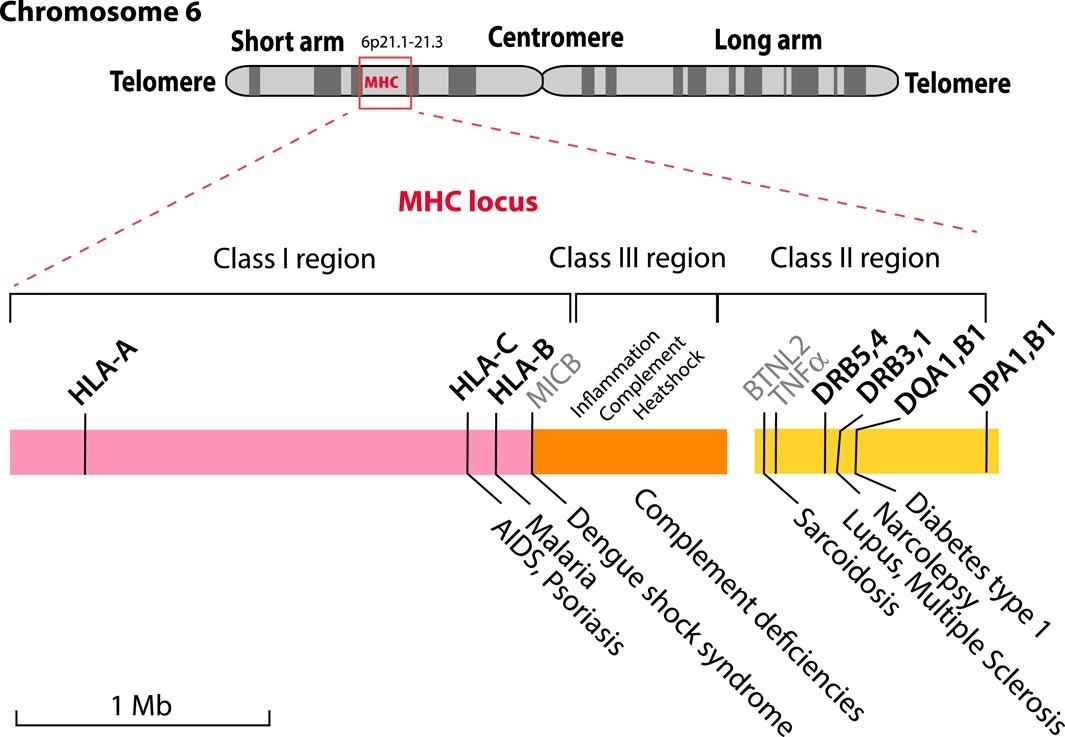 The MHC region is positioned on the short arm of Chromosome 6, highlighting certain HLA genes. (Wassenaar, Trudy M., et al., 2024) 