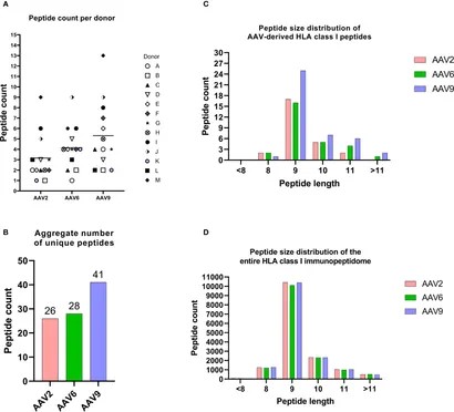 HLA class I peptide landscapes derived from different AAV serotypes