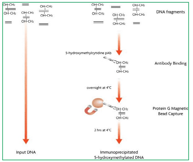 The Data Analysis Pipeline of hMeDIP-seq.