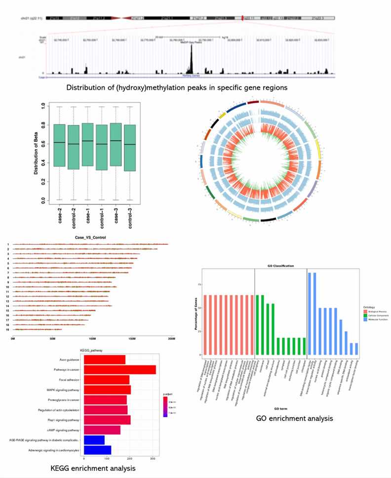 hMeDIP-seq library construction workflow.