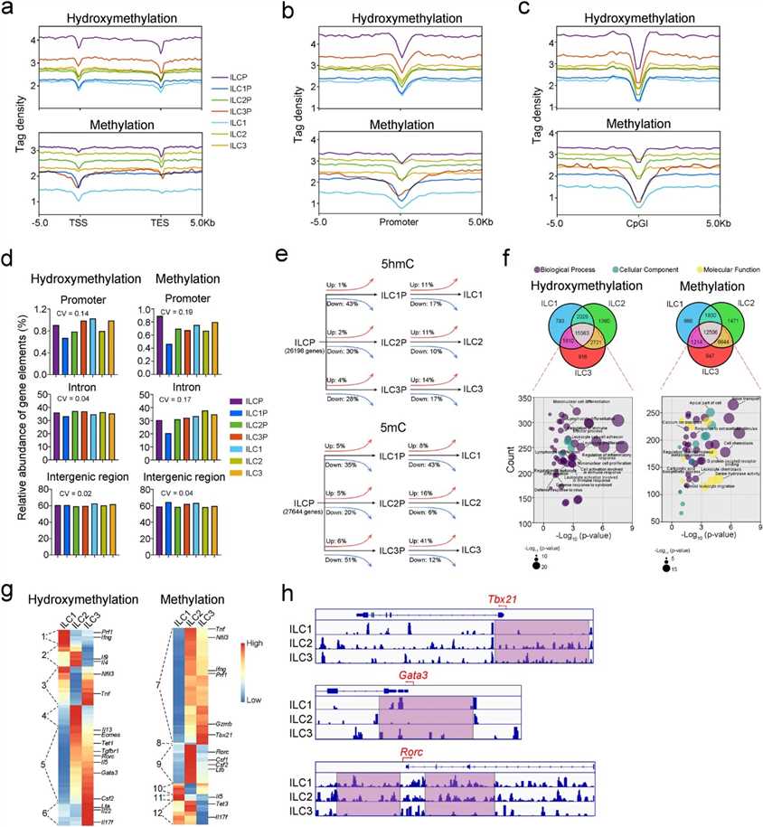 Fig. 1: Genome-wide mapping of 5hmC and 5mC in ILCs and their precursors. (Zhang et al., 2024)