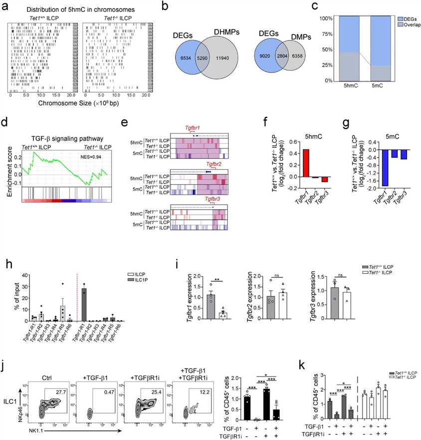 Fig. 2: TET1 enhances the hydroxymethylation of the Tgfbr1 gene and inhibits ILC1 differentiation. (Zhang et al., 2024)