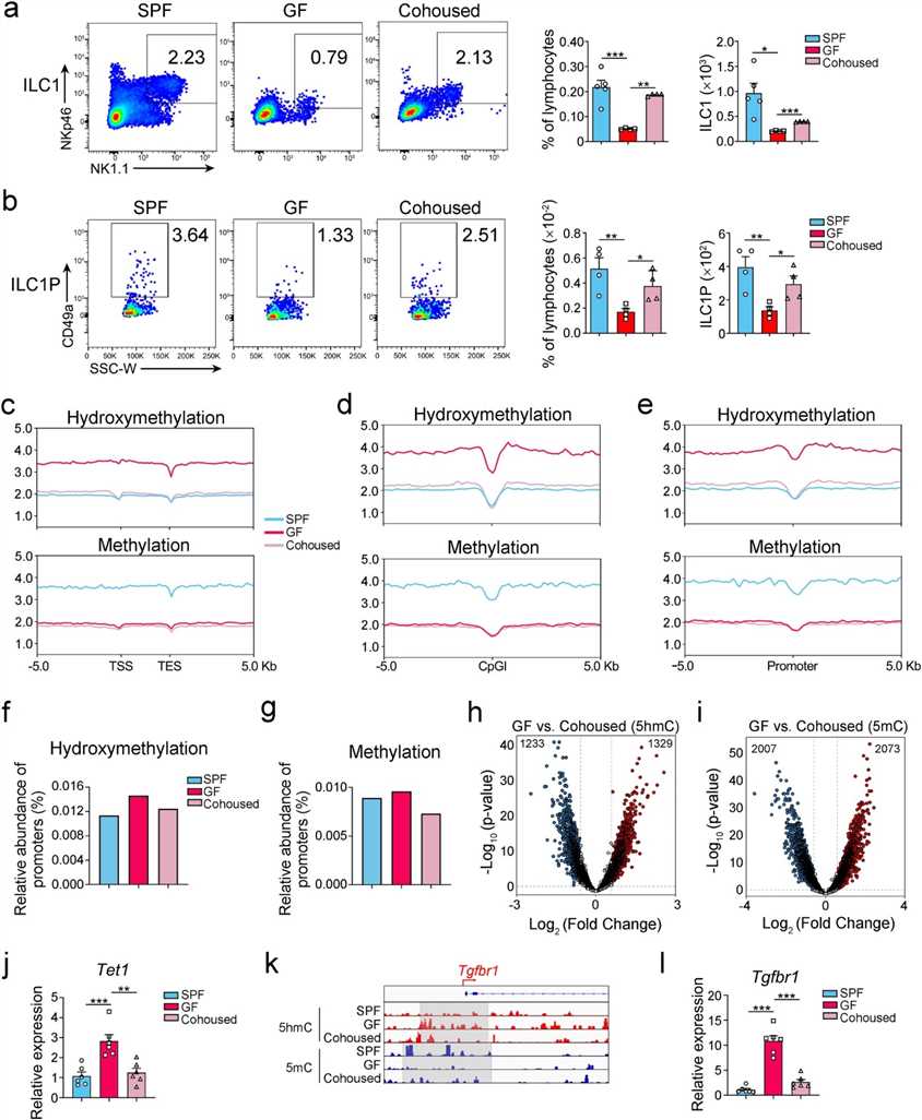 Fig. 3: Gut microbiota influences the DNA hydroxymethylation pathway from ILCPs to ILC1s. (Zhang et al., 2024)