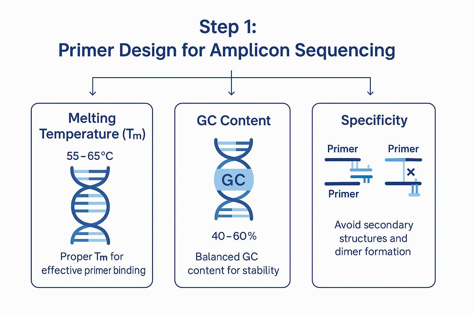 Primer design workflow showing Tm optimization, GC content balance, and specificity checks for amplicon sequencing.