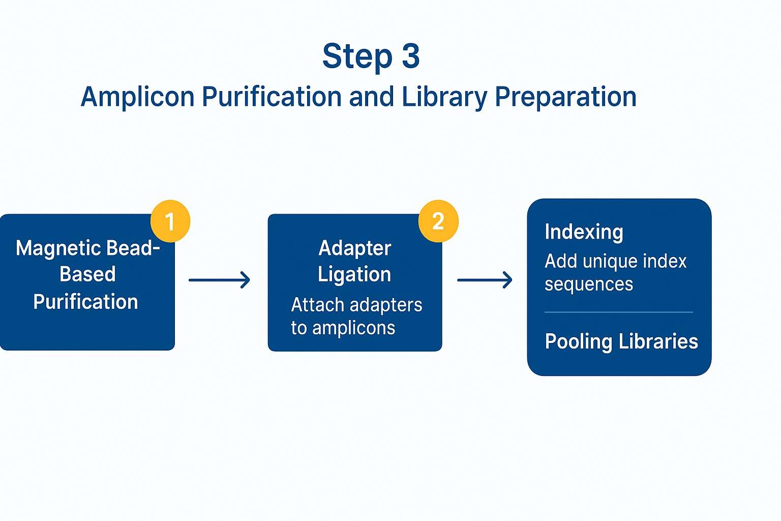 Amplicon purification and library preparation flowchart highlighting magnetic bead cleanup, adapter ligation, and dual indexing steps.4. Sequencing the Amplicons