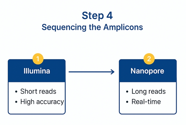 Sequencing technology comparison infographic illustrating Illumina short-read and Nanopore long-read platforms for amplicon sequencing.