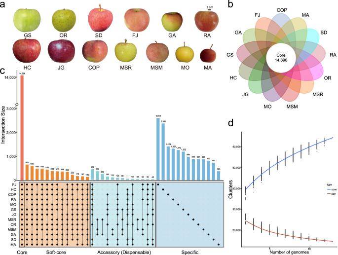 Pan- and core genome analysis of 13 apple accessions.