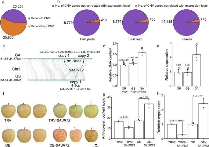 Gene CNVs are widespread and are associated with agronomic trait variation.