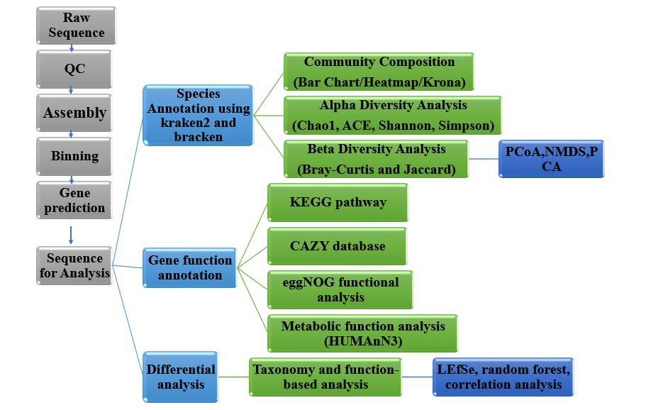 Metagenomic Sequencing Data: Step-by-Step Guide From Quality Check to Insights