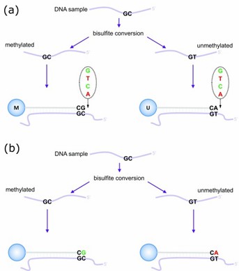Illumina Infinium HumanMethylation450 assay (Maksimovic et al., 2017)