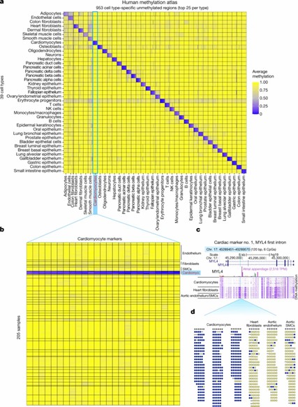 A human methylation atlas comprising 205 samples from 39 cell type groups (Loyfer et al., 2023)