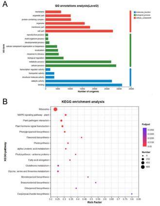 Figure 2. Pathway and functional Enrichment Analysis. (A) GO annotation, (B) KEGG enrichment.