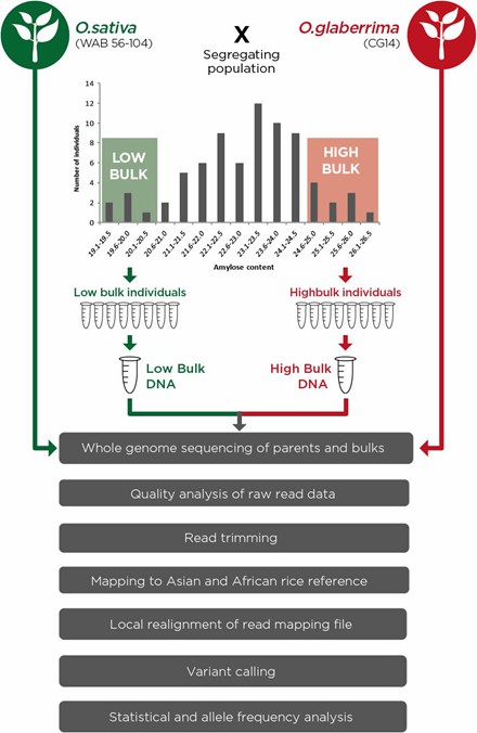 Diagram illustrating the experimental setup and data analysis workflow for bulk segregant analysis. (Wambugu, Peterson, et al. 2018)