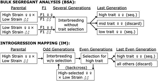 Depiction of the experimental designs explored for Bulk Segregant Analysis (BSA) and Interval Mapping (IM). (Pool, John E., et al., 2016)