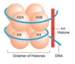 Histone structure.