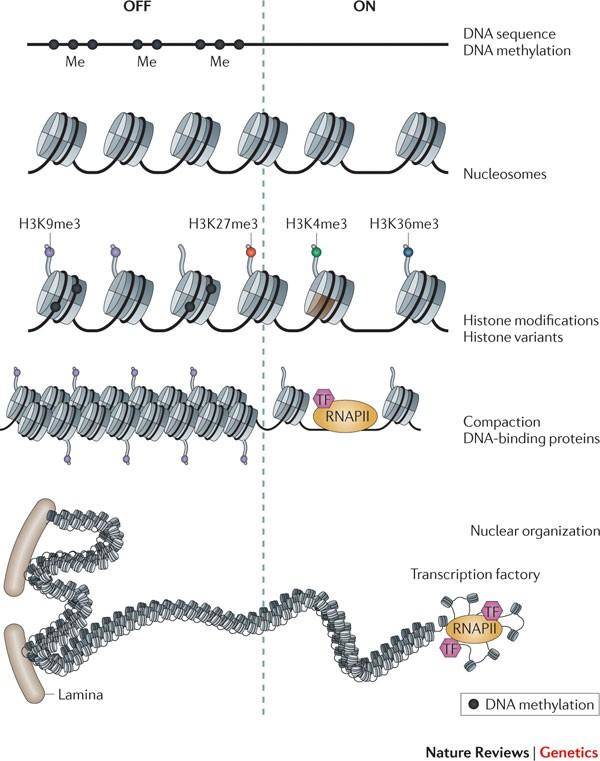 Histone methylation.