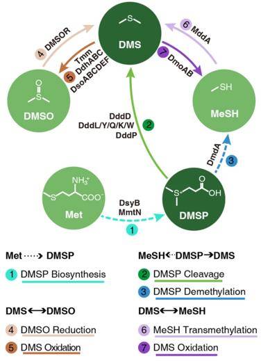 How to Detect Microbial Sulfur Cycling Networks by Metagenomes?