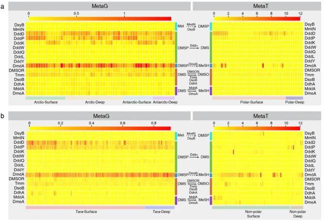 Relative abundance of potential genes involved in bacterial DMS/DMSP cycling.