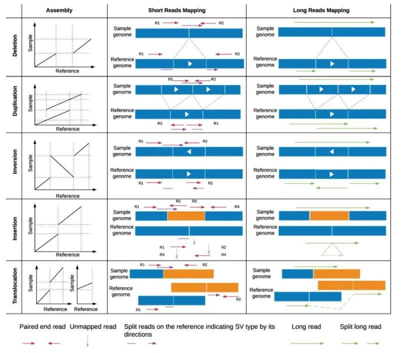 Long-Read Sequencing Technology Is Revolutionizing Structural Variant Detection