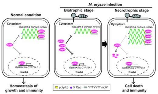 A working model illustrating the molecular mechanism of APIP5-mediated cell death and immunity to M. oryzae in rice.