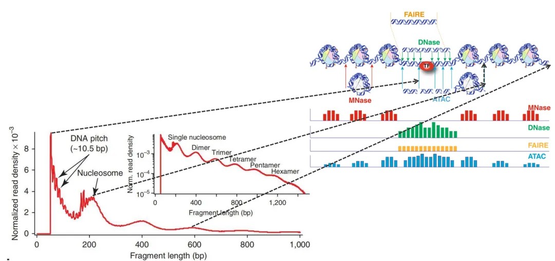 Quality control metrics showing peak distribution across the genome and patterns of nucleosome cleavage in ATAC-Seq.