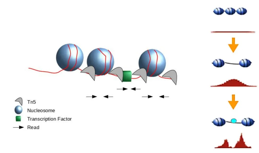 ATAC-Seq read alignment with nucleosomes.
