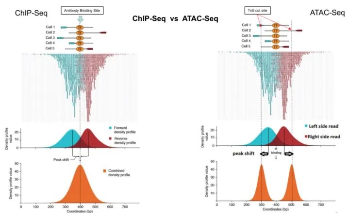 Integration of ATAC-Seq with complementary sequencing technologies for comprehensive genomic analysis.