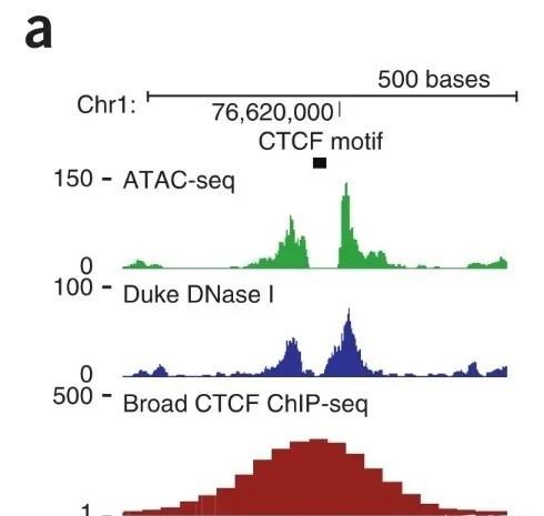 Depiction of CCCTC-binding factor.