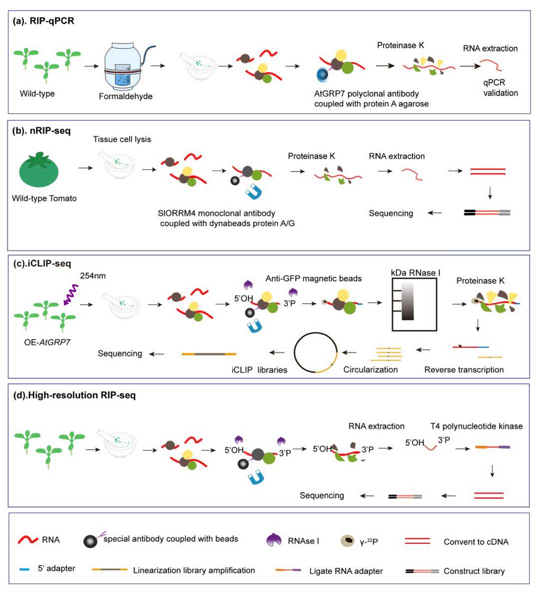 Recommended sequencing depths for various applications. (Sims, D, et al., Nat Rev Genet, 2014)