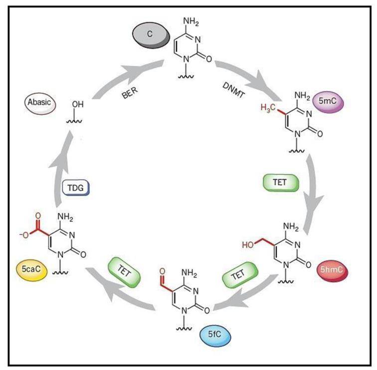 A putative cycling of cytidine derivatives via methylation and oxidative methylation.